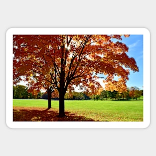 Sunlit Autumn Trees Sticker